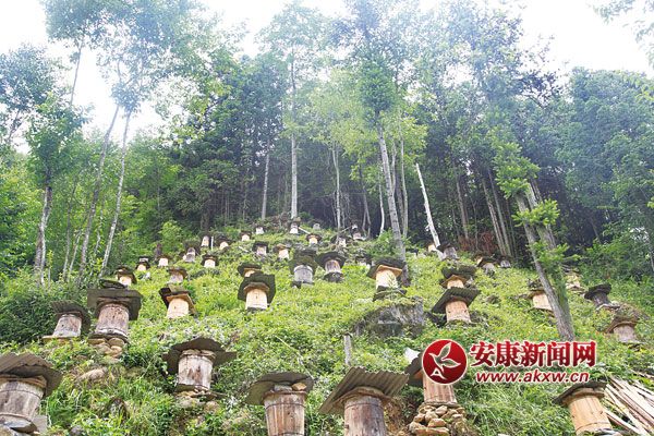 嵐皋:林下養(yǎng)蜂快速發(fā)展.jpg