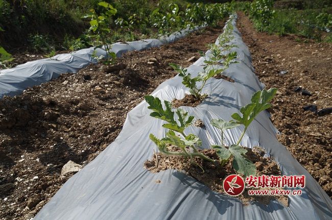 һL(zhng)(sh)ϲˣYֽB@һN ۵ă(yu)|(zh)ƷNĿǰЈ(chng)ϡȱۃr(ji)(hu)ͨƷN.JPG