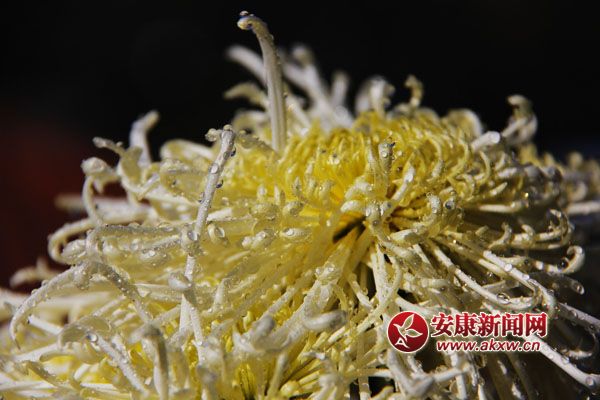 9ջʢ_ƢӭL(fng)ŭ׿ȻSٻͬcٻcscĺɠG