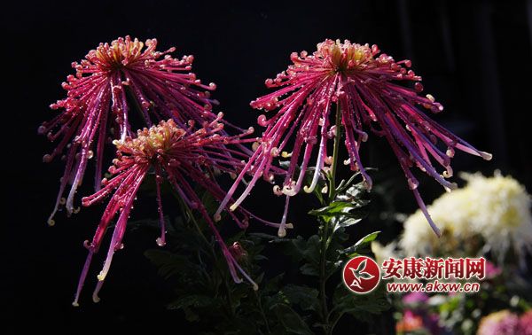 2ջʒɪLЏ׌cļ(ji)ˎ׷͜ɫջ_ûF\涷G׌pĐĿĕ